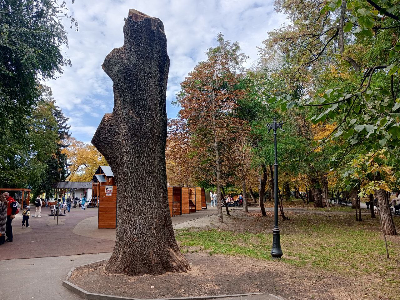 В Саратовском саду Липки спилили опасный гигантский ясень у детской площадки